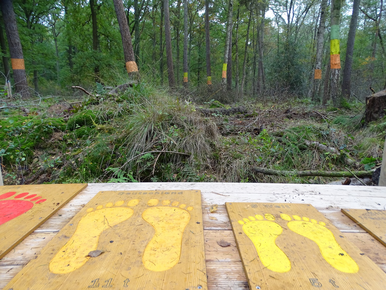 bunte CO2-Fußabdrücke auf Holzplatten. Im Hintergrund sind Bäume in den gleichen Farben markiert.