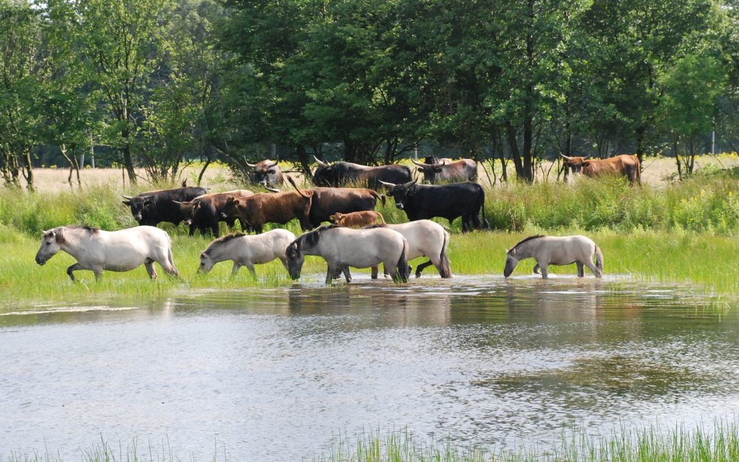 Beweidung schafft Biodiversität