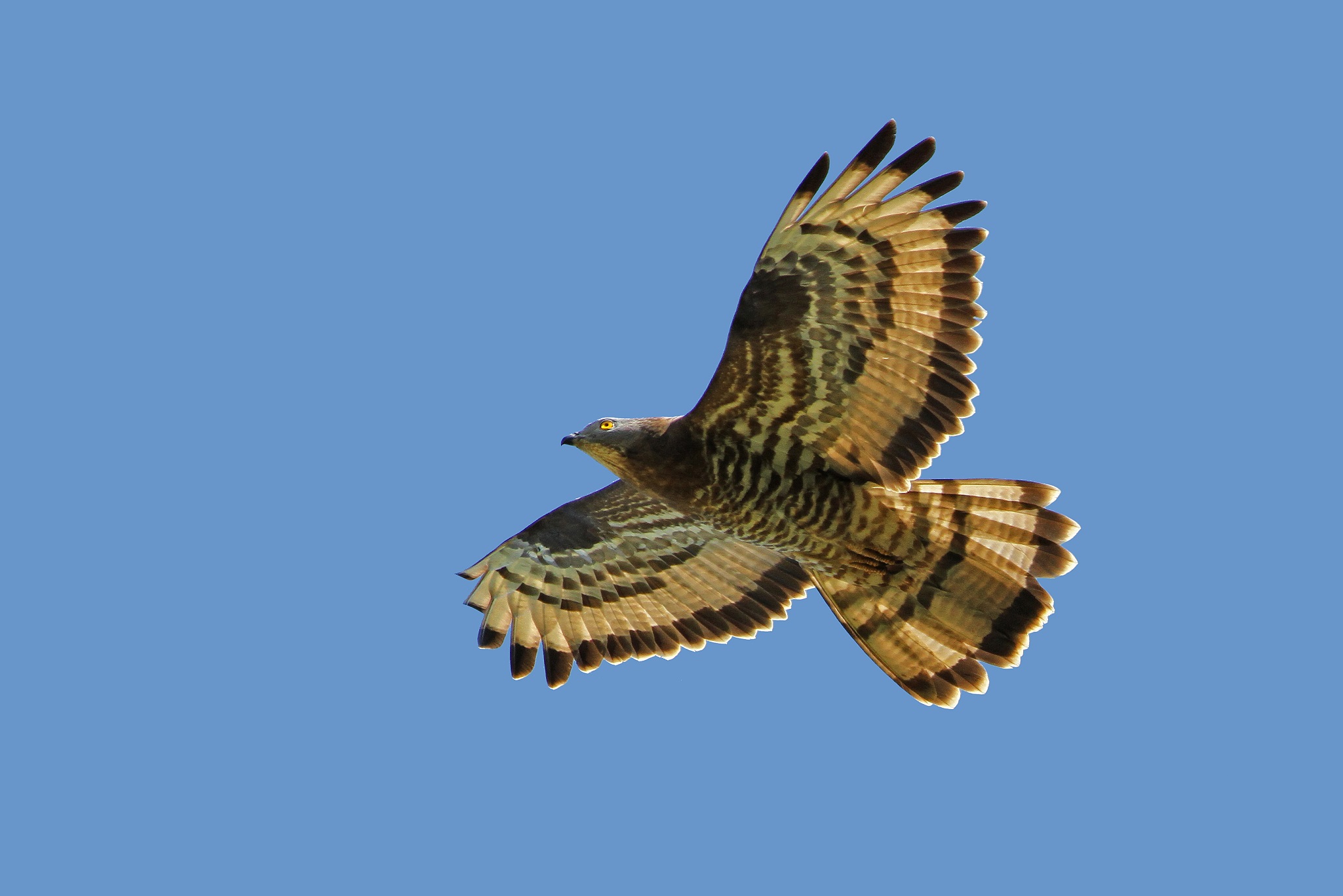 Wespenbussard im Flug vor blauem Himmel