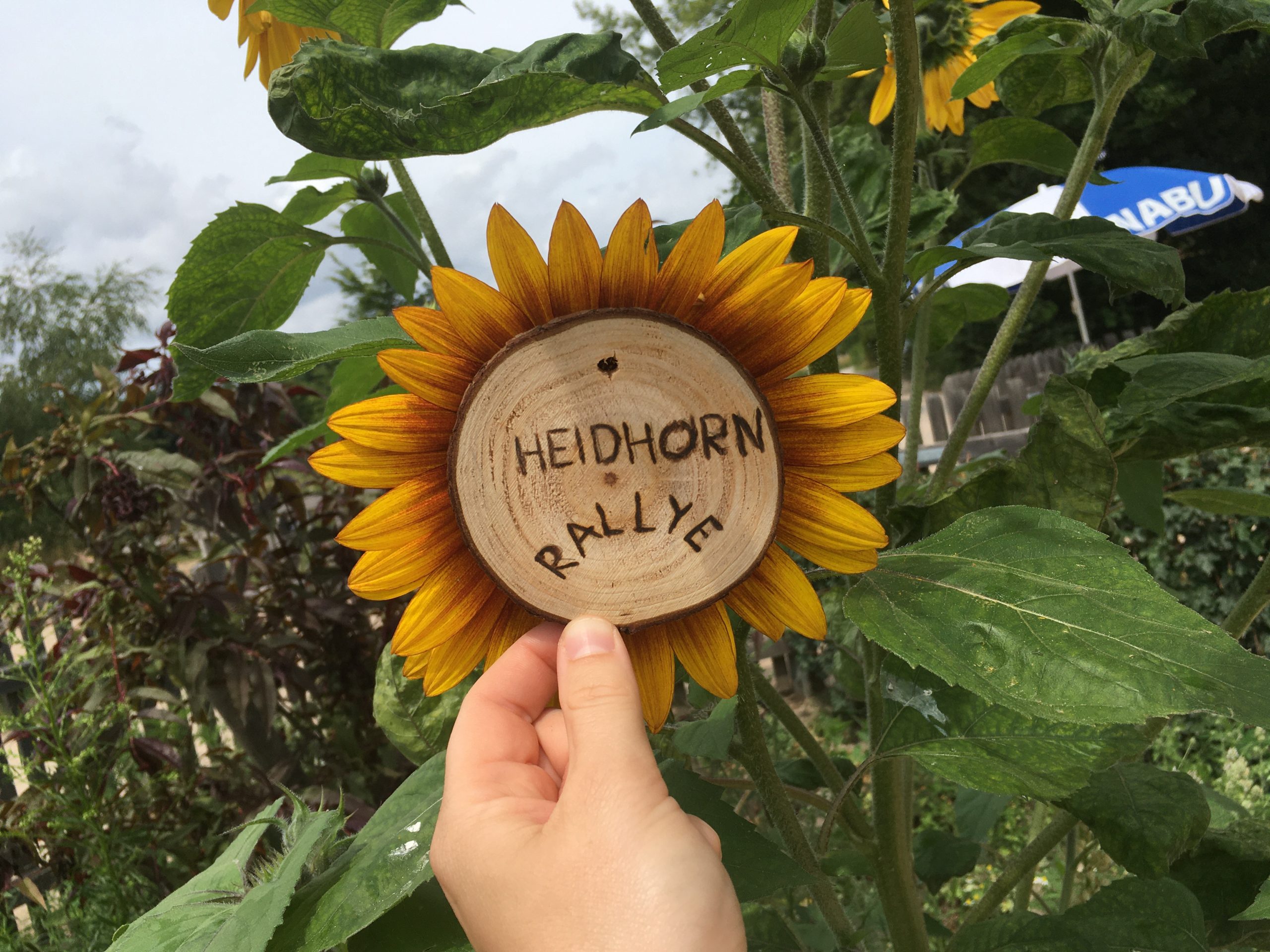 Eine Holzscheibe mit der Aufschrift "Heidhorn Rallye" wird in die Mitte einer Sonnenblumenblüte gehalten.