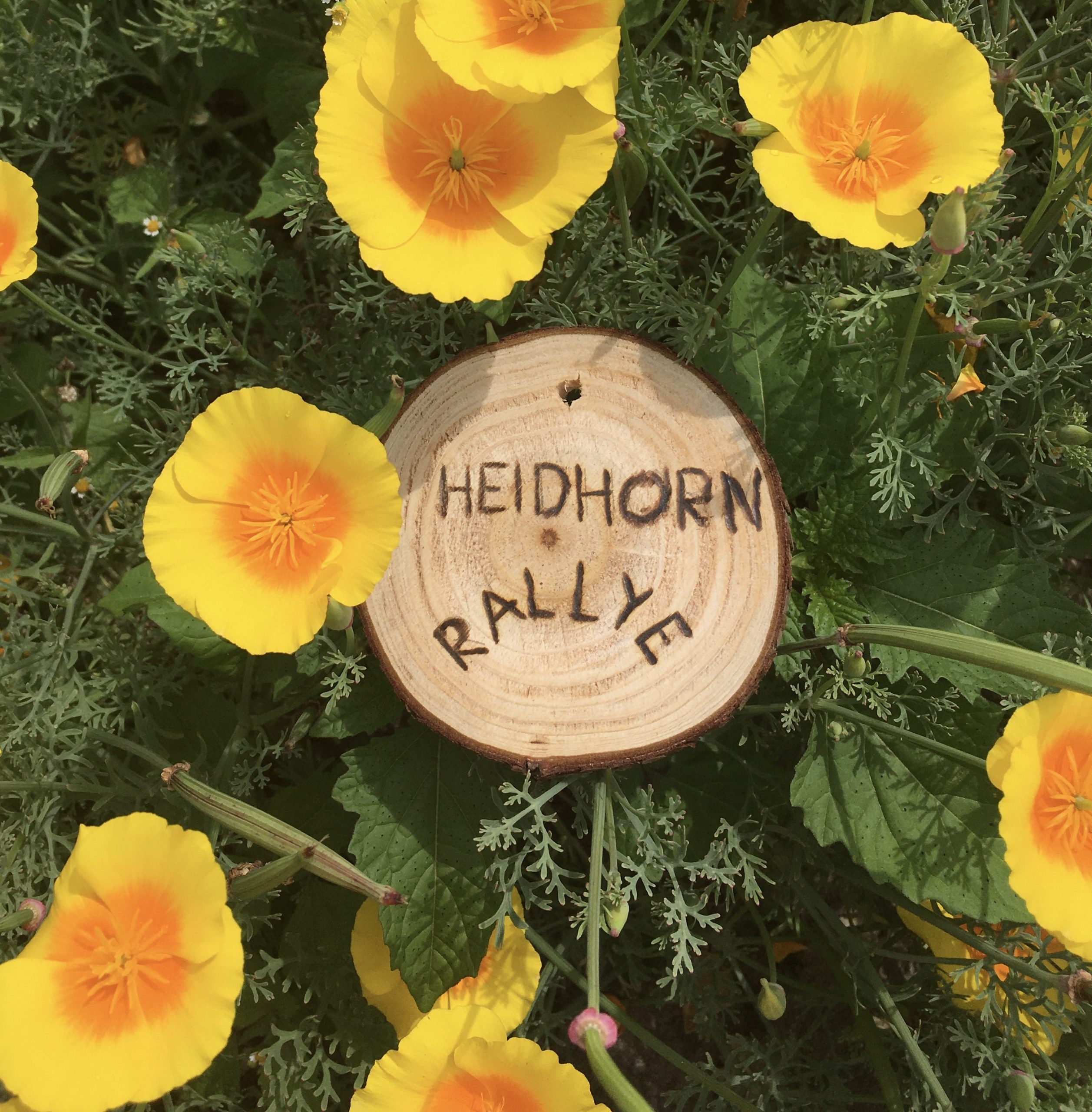 Ein Holzschild mit der Aufschrift "Heidhorn-Rallye" liegt zwischen gelben Blumen.