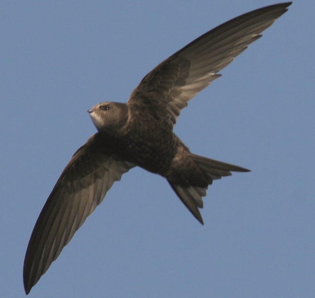 Der Mauersegler ist ein bekannter Zugvogel Mauersegler im Flug