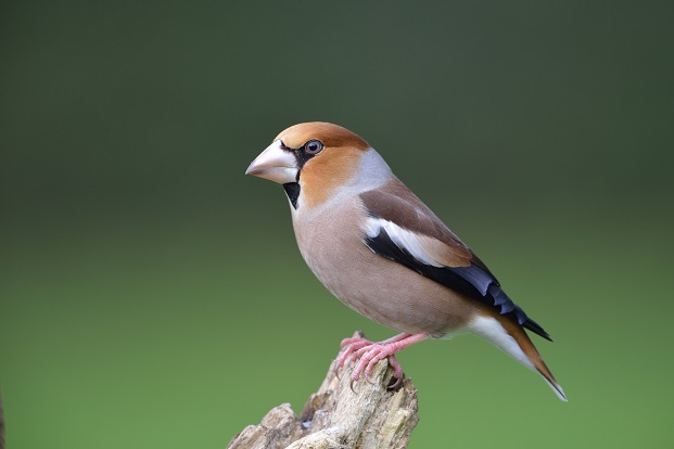 Der Kernbeißer ist ein heimischer Singvogel