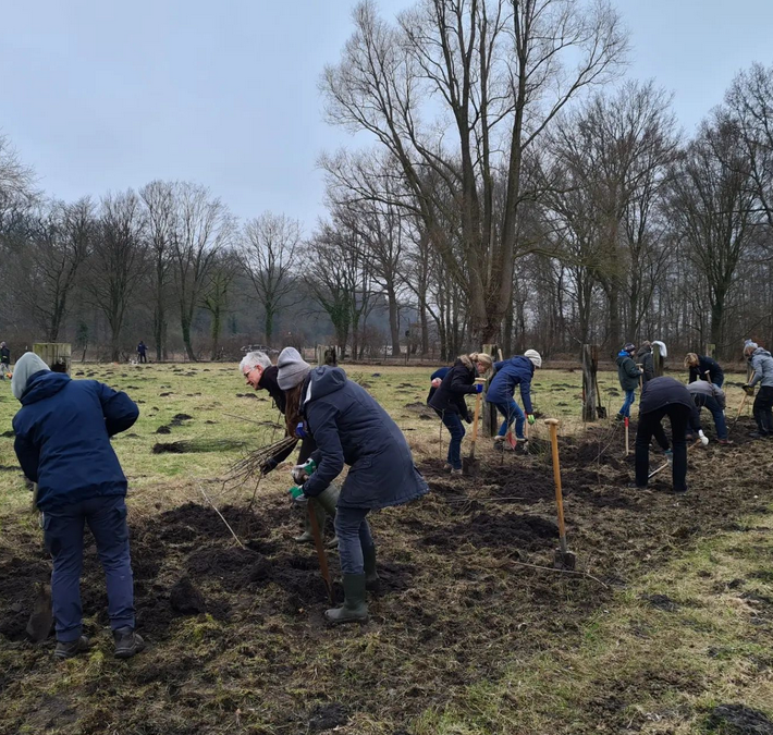 Gemeinsame Heckenpflanzaktion in der Davert