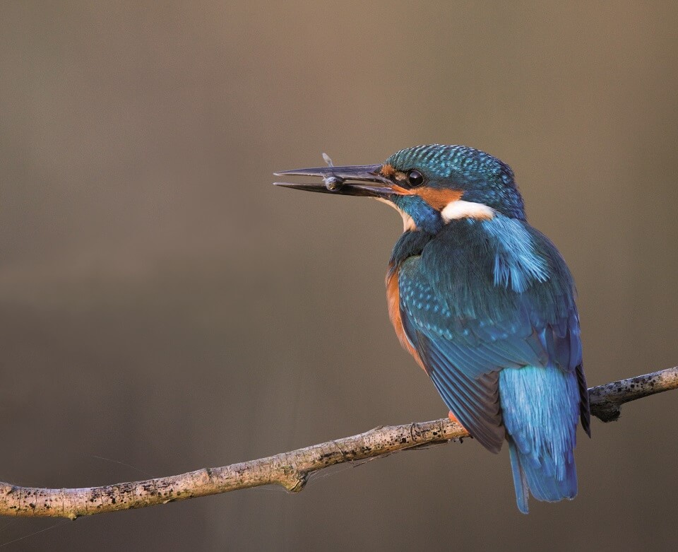 Eisvogel (Foto: NABU)