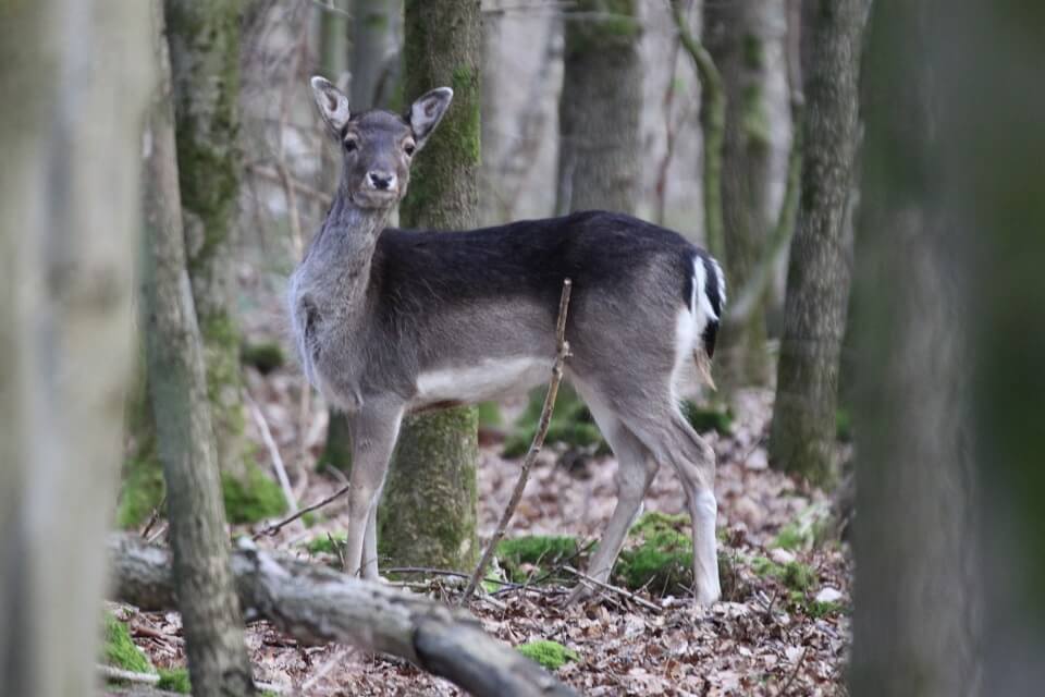 Damhirsch (Foto: Nils Potthoff)