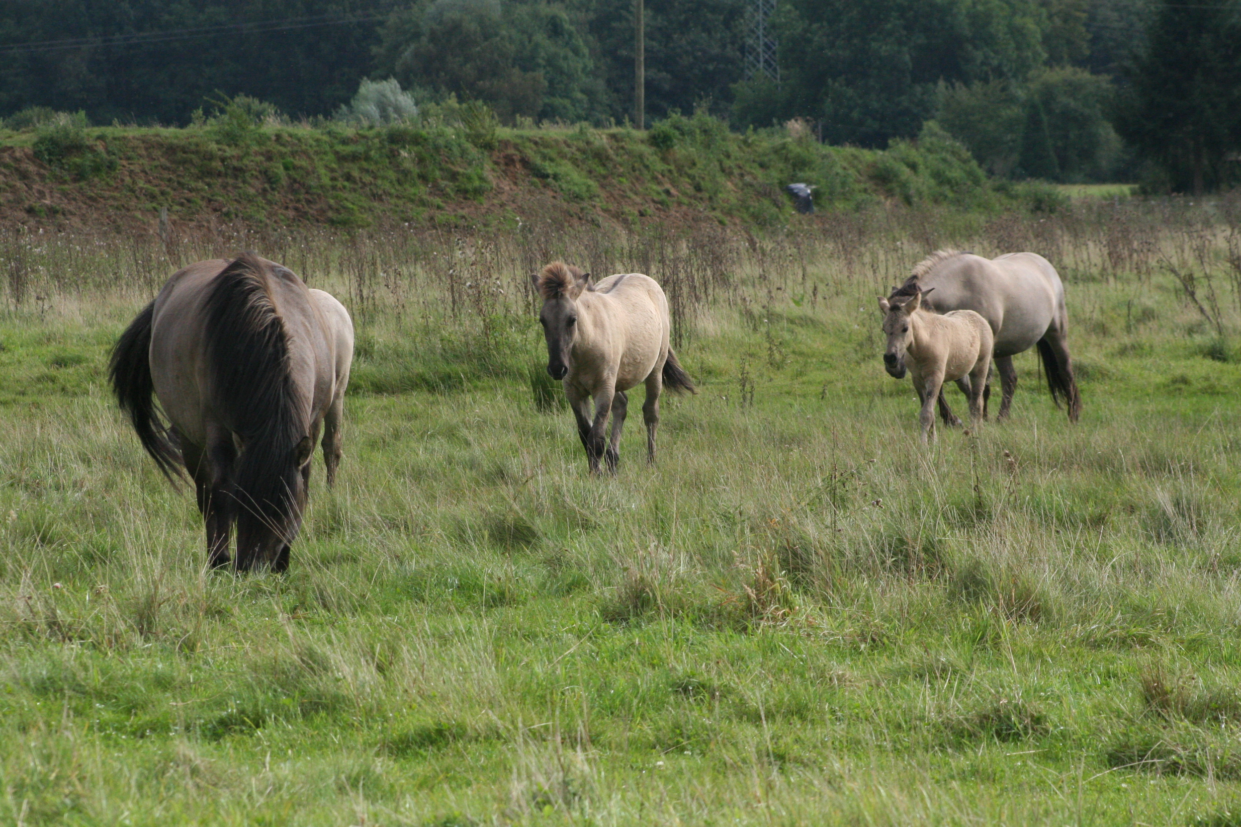Koniks auf Weidefläche (Foto: Robert Tilgner) Blänke mit extensiver Beweidung in der Emsaue Pöhlen