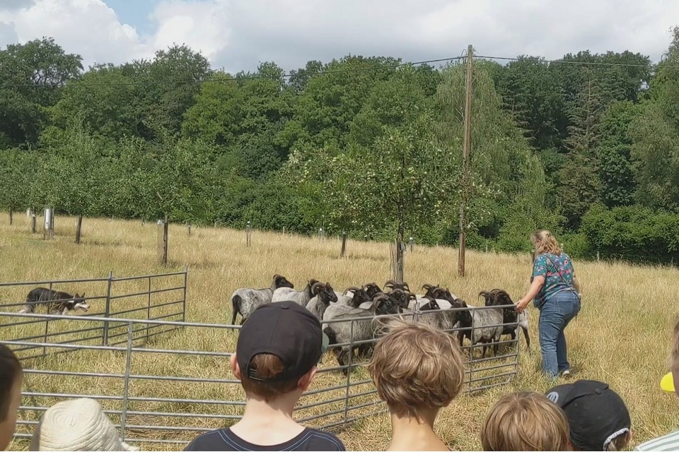 Kinder beobachten einen Hütehund, der Schafe in ein Gatter treibt