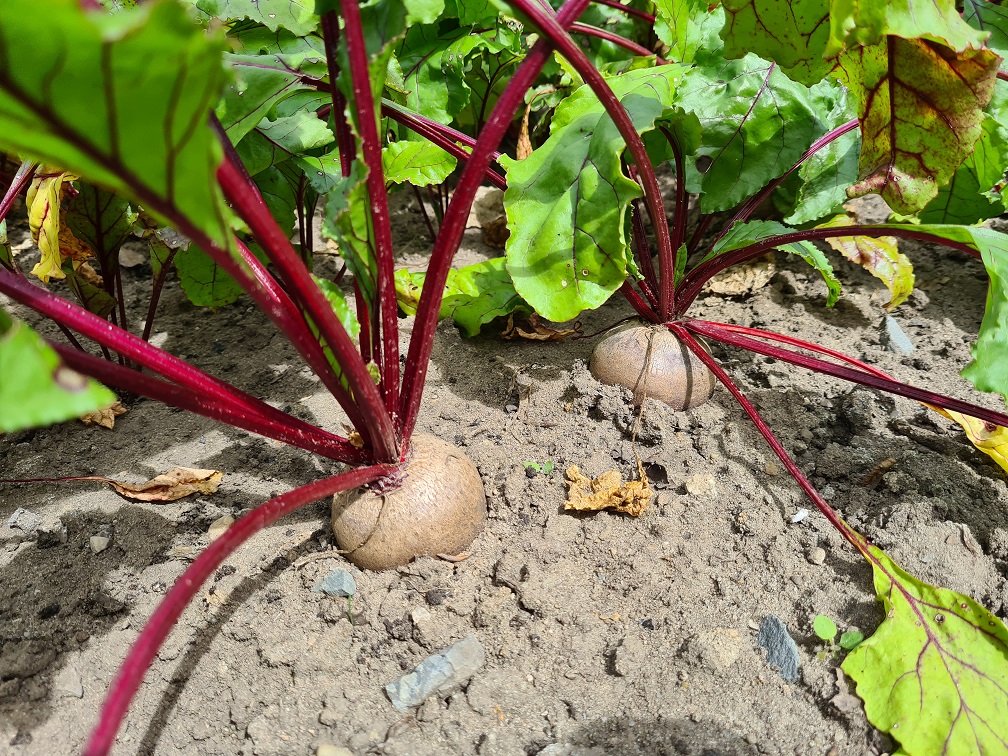 Rote Bete im Boden (Foto: A. Tecker) Rote Bete im Boden