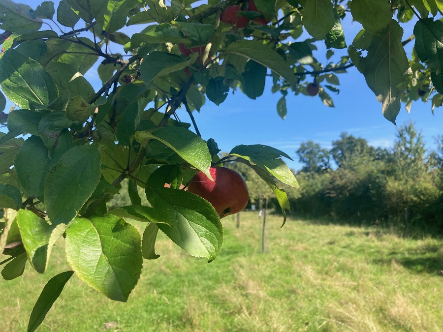 Ein Apfelbaum auf einer Streuobstwiese