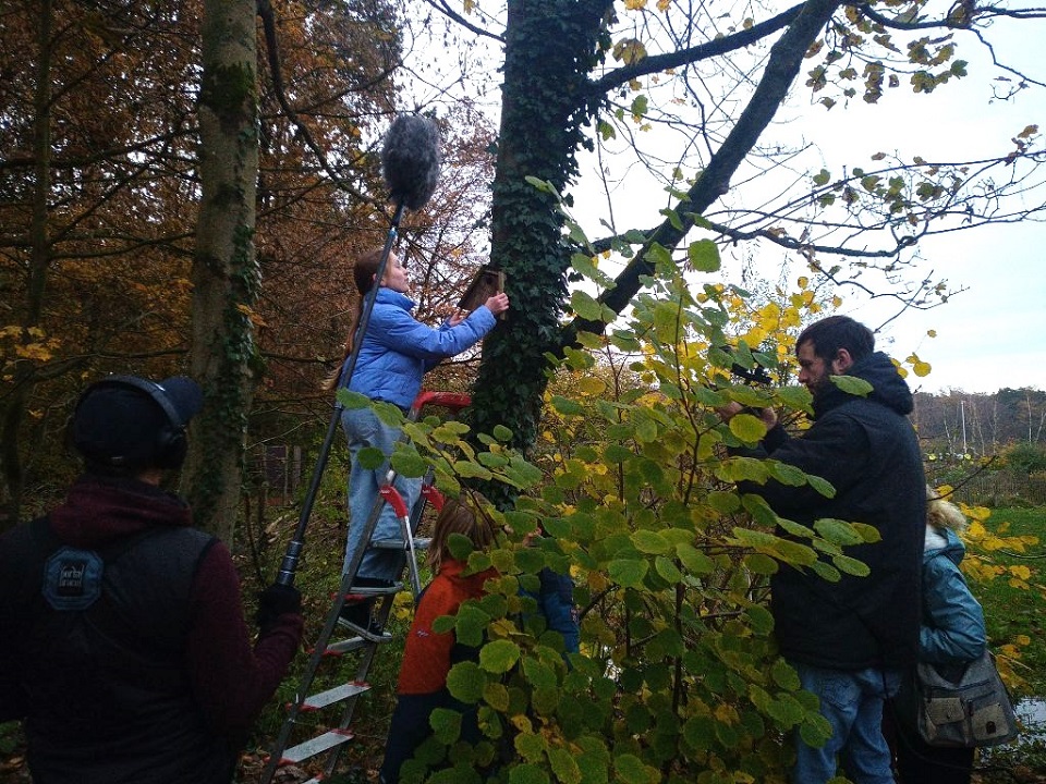 Ein Kind hängt, auf einer Leiter stehend, einen Nistkasten an einem Baum auf.