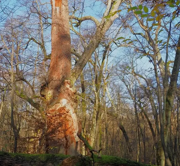 Von Urwäldern und Waldmooren