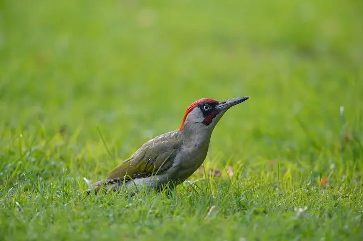 Der Wienburgpark und seine Vögel
