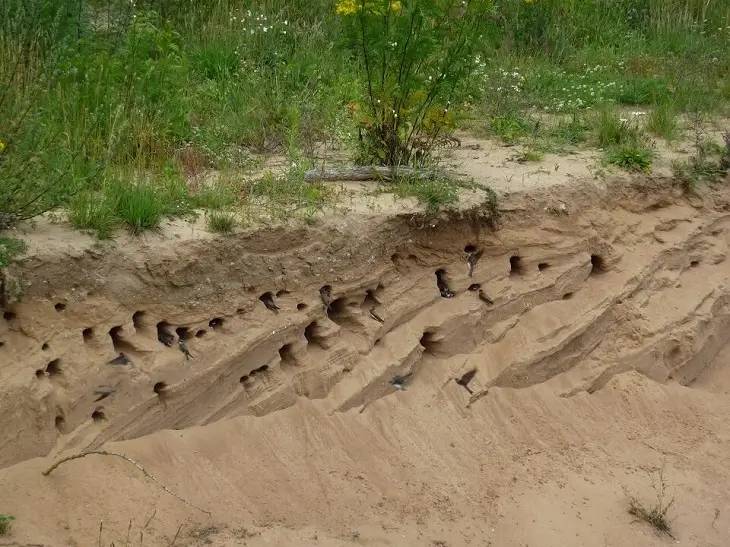Eine Uferschwalbenkolonie, die sich in einer natürlichen Sandwand befindet.