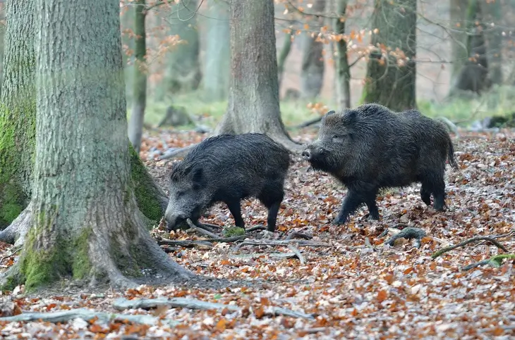 Zwei Wildschweine, Keiler und Bache, neben einem Baum im Wald.