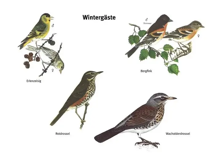 Eine Zeichnung von den Vogelarten Erlenzeisig, Rotdrossel, Wacholderdrossel und Bergfink.
