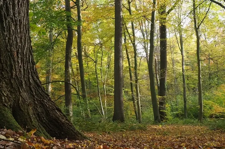 Der Wolbecker Tiergarten mit vielen grünen Bäumen und Sträuchern.