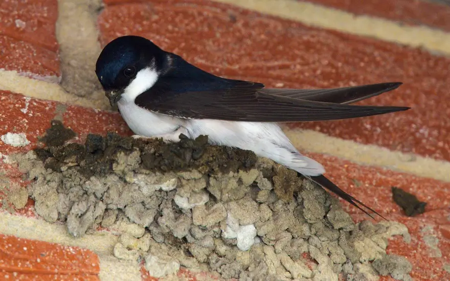 Mehlschwalben-Nest, welches aus vielen Lehmklümpchen besteht