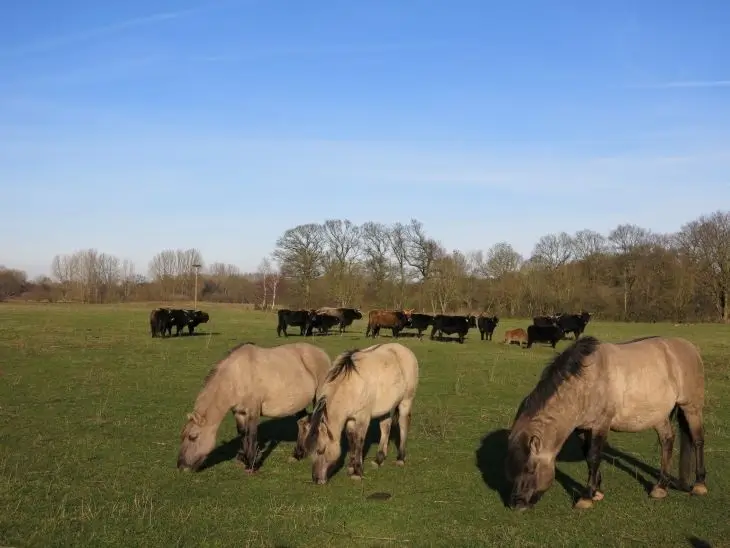 Weideführung in die Emsaue zu Wildpferden und Rindern als Landschaftsgestaltern