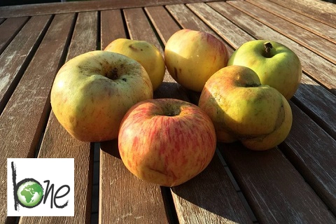 Streuobstwiese_A. Wieland_480