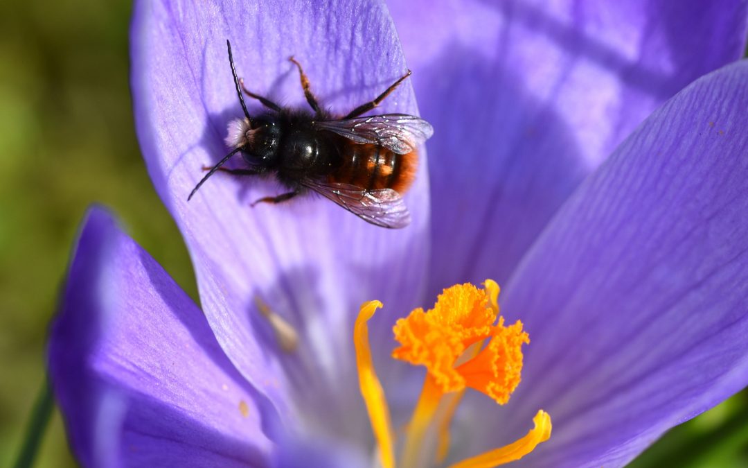 Artenvielfalt fördern im eigenen Garten