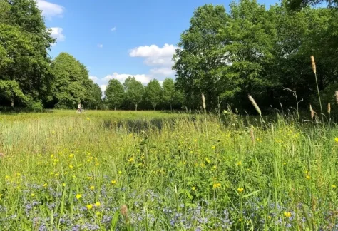 Blühende Wiese mit gelben und violetten Wildblumen im Emsauenpark, umgeben von grünen Laubbäumen unter blauem Himmel mit vereinzelten weißen Wolken. Eine Person ist in der Ferne auf einem Weg sichtbar.