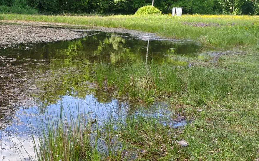 Kleines, flaches Gewässer mit klarem Wasser, Gras und Uferpflanzen, in dem sich die umgebende Vegetation spiegelt.
