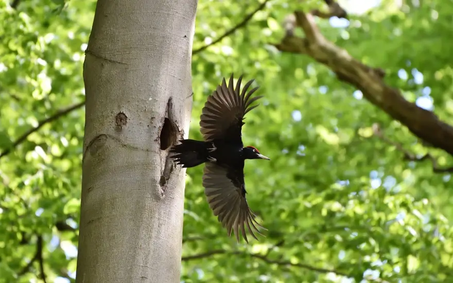 Vögel zählen im Wolbecker Tiergarten