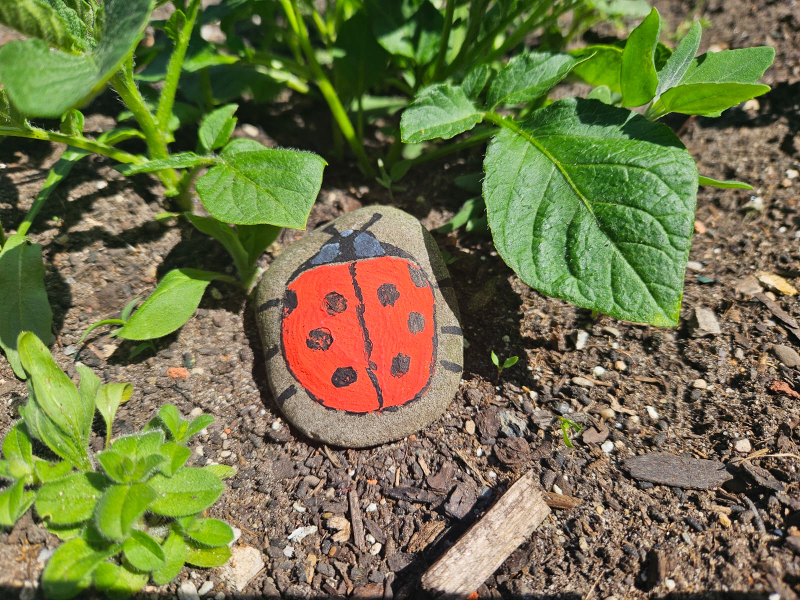 Ein Stein auf dem ein Marienkäfer gemalht wurde zwischen ein paar Pflanzen im Hochbeet