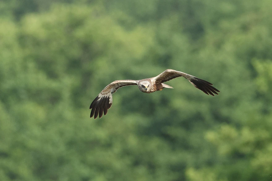 Rohrweihe im Flug